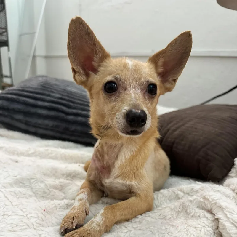 Panchito thumbnail 3