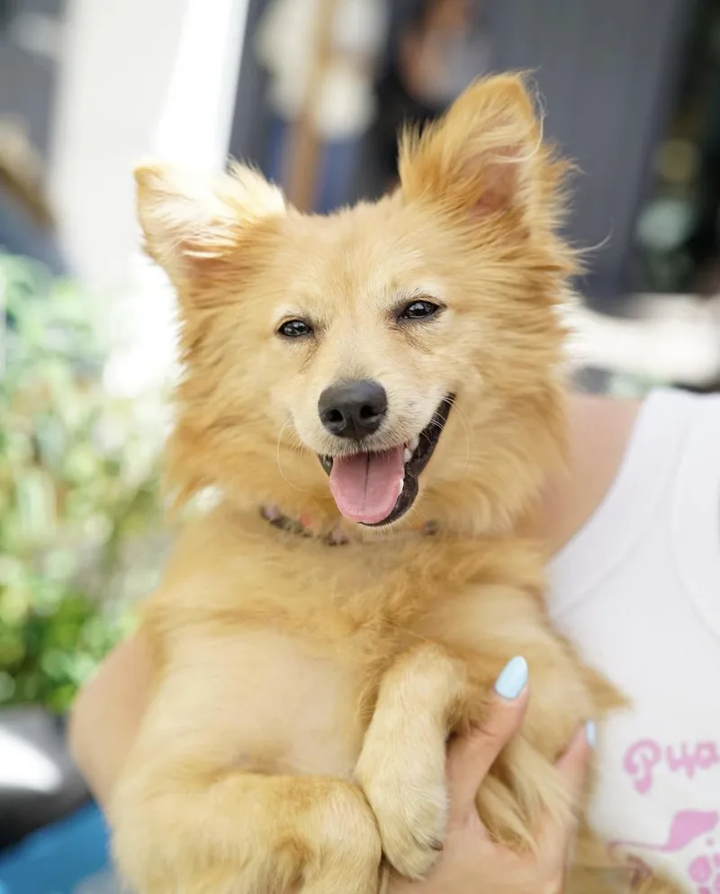 A young small-sized male Pomeranian dog named Arby for adoption in Pasadena, CA