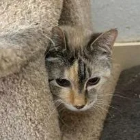 A senior large-sized female Torbie Domestic Short Hair cat named Ruby for adoption in New Fairfield, CT