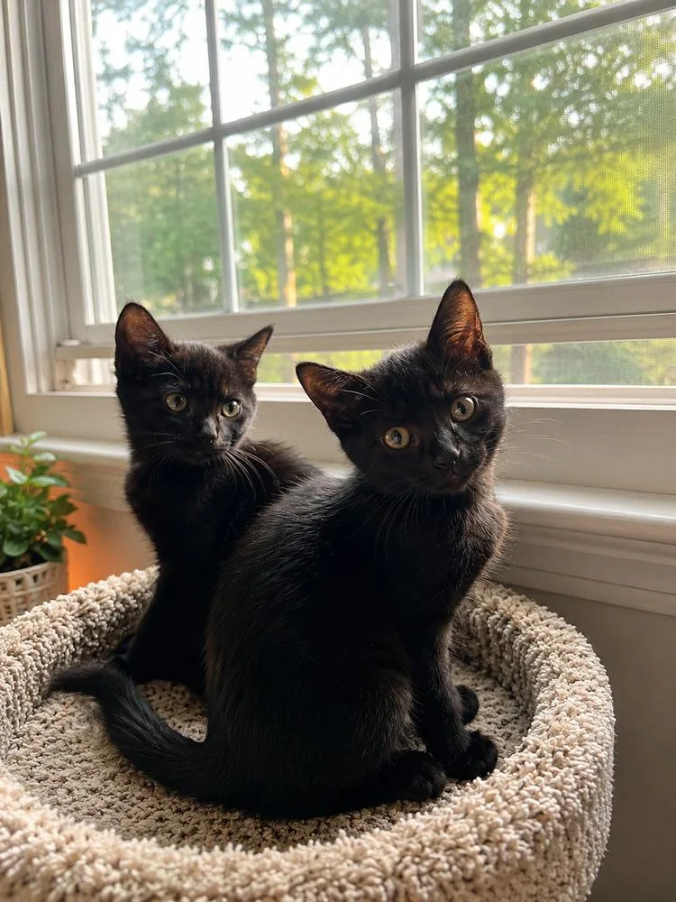 A baby small-sized female Black American Shorthair cat named Lenny and June for adoption in Westwood, NJ