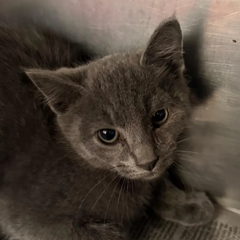 A baby small-sized male Gray / Blue / Silver Domestic Short Hair cat named Melvin for adoption in Jacksonville, AR