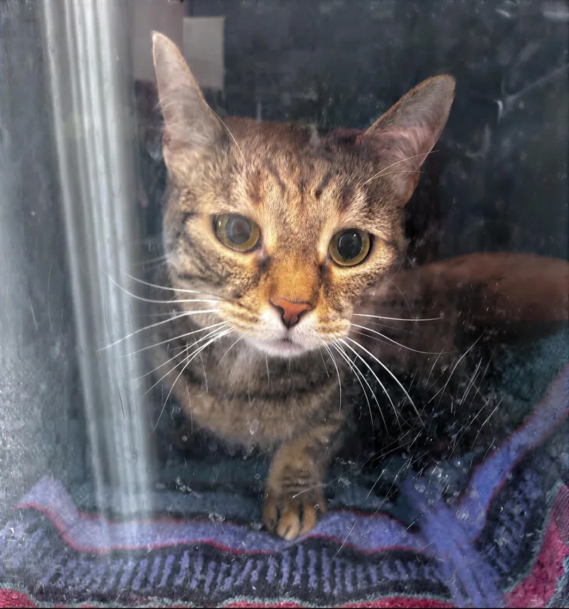 An adult medium-sized female Tabby (Gray / Blue / Silver) Domestic Short Hair cat named Diva for adoption in Nashville, TN