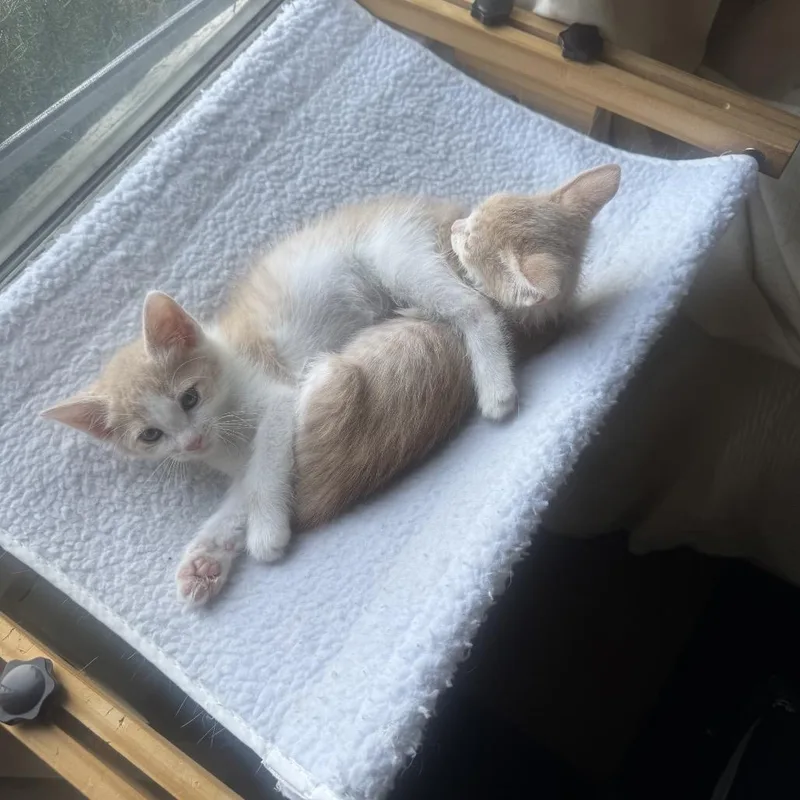 A baby small-sized male Orange / Red Domestic Short Hair cat named Grits for adoption in Pacific Palisades, CA