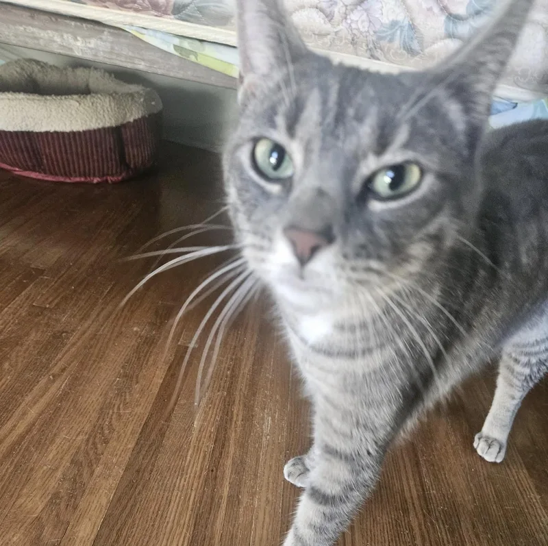 An adult medium-sized male Domestic Short Hair cat named Chippy and P. Willow for adoption in Rochester, NY