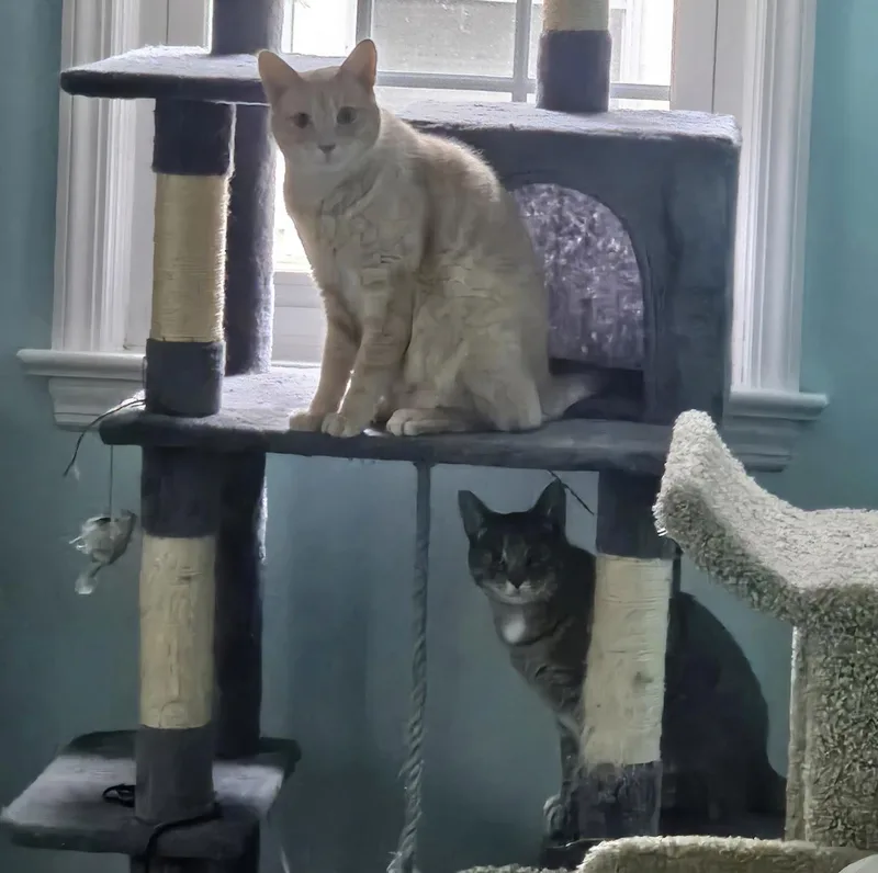 Chippy and P. Willow thumbnail 2