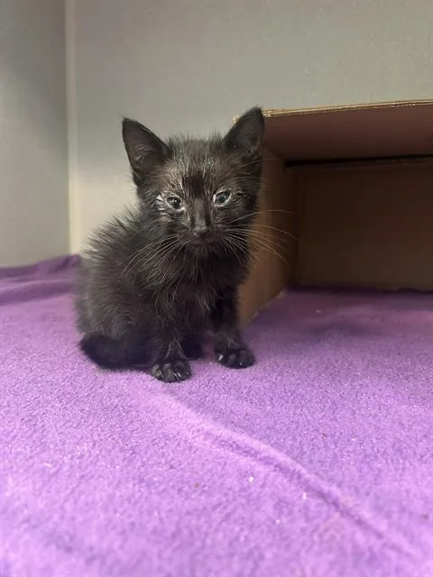 A baby medium-sized male Domestic Short Hair cat named Mars for adoption in Dallas, TX