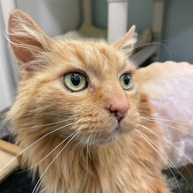 A senior medium-sized male Domestic Long Hair cat named Ellory for adoption in Eastsound, WA