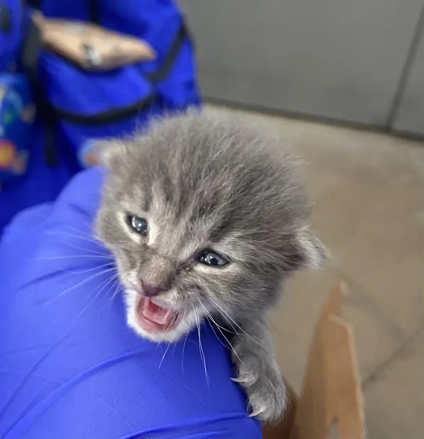 A baby medium-sized female Domestic Short Hair cat named Milagro for adoption in Dallas, TX