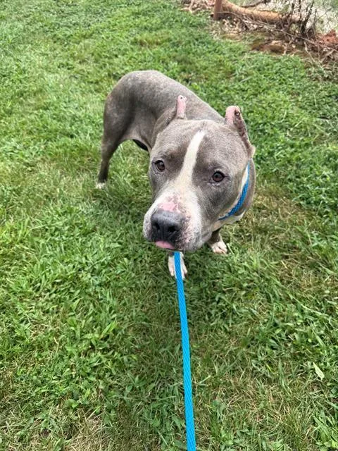 An adult medium-sized male Pit Bull Terrier dog named Ferdinand for adoption in Charlotte, NC