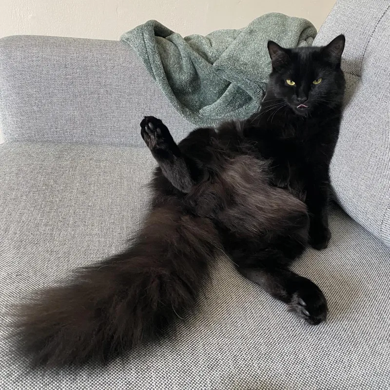Willow