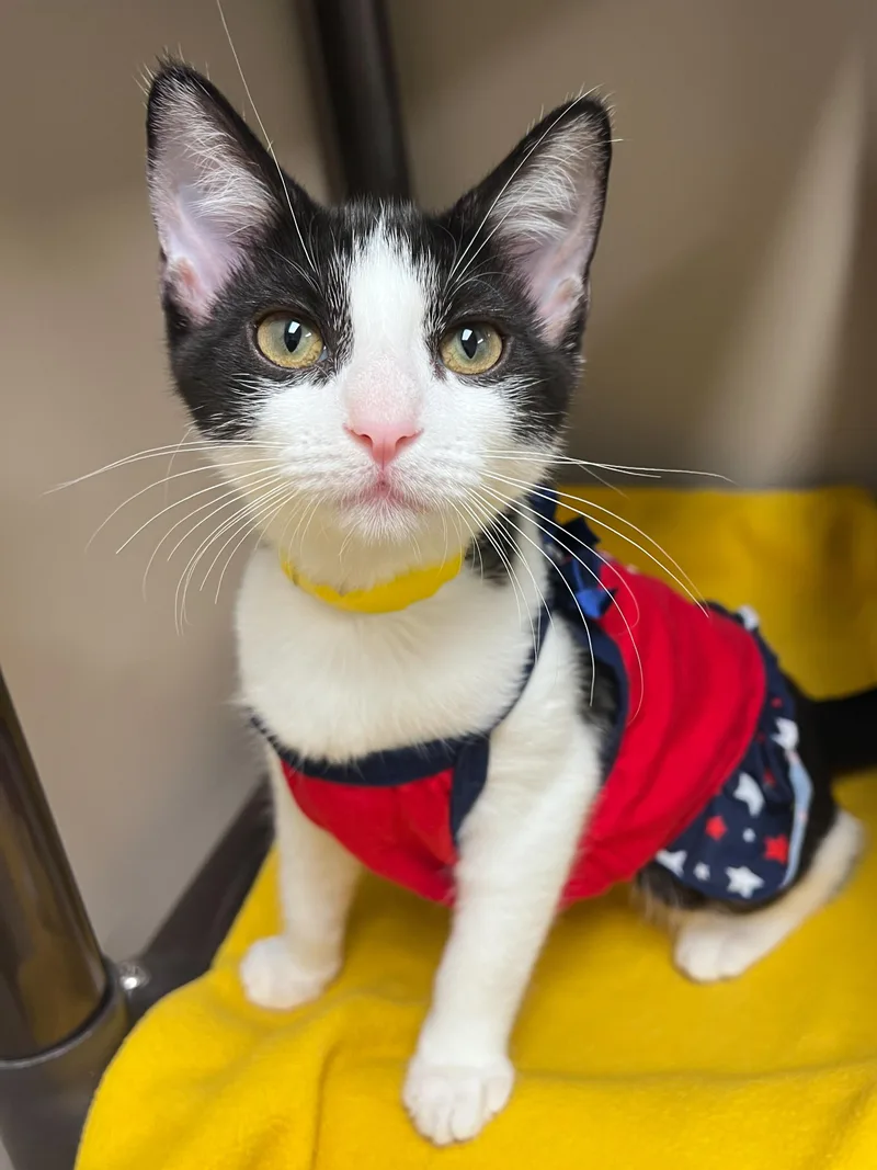 A young medium-sized female Black & White / Tuxedo Domestic Short Hair cat named Pearl for adoption in Arlington Heights, IL