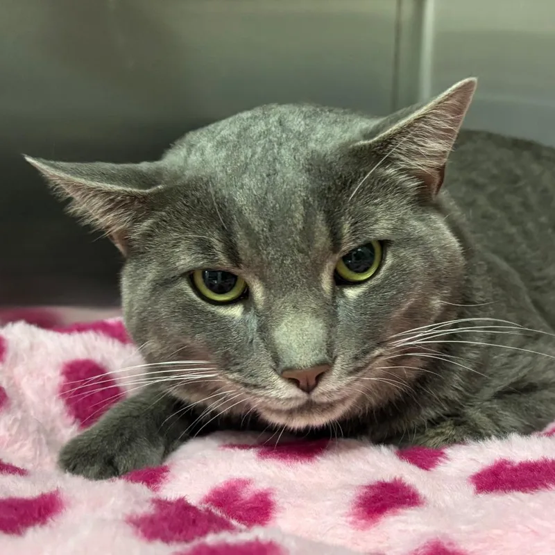 An adult large-sized male Domestic Short Hair cat named Webb Mr. for adoption in Port Washington, NY