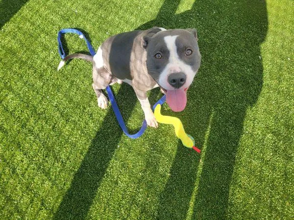An adult medium-sized male Mixed Breed dog named Chief for adoption in New York, NY