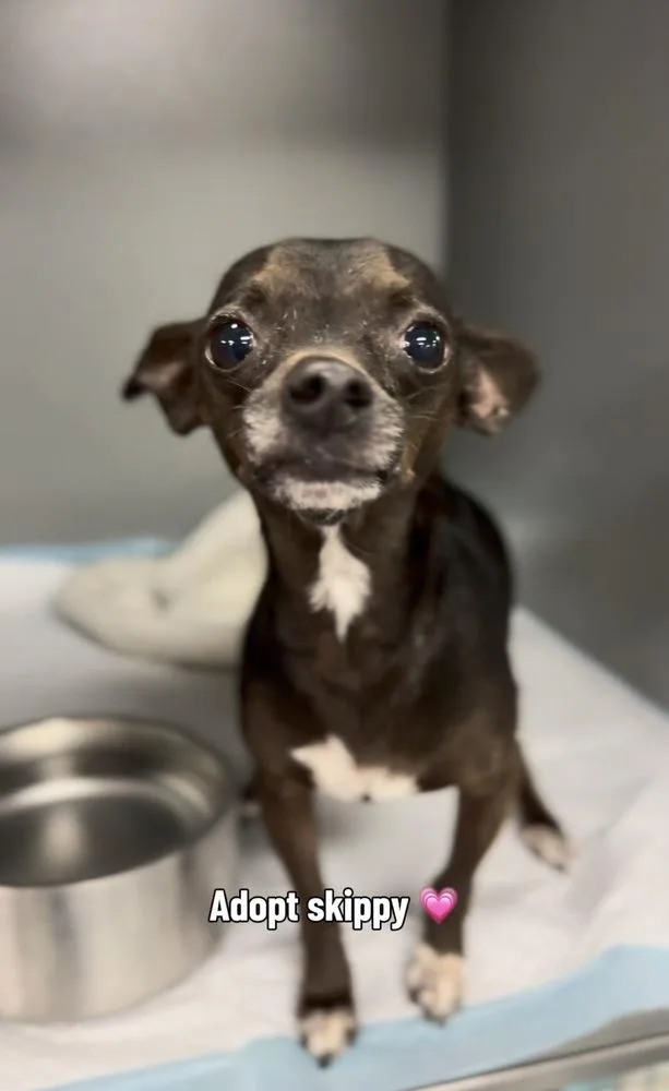 An adult small-sized male Chihuahua dog named Skippy for adoption in ventura, CA