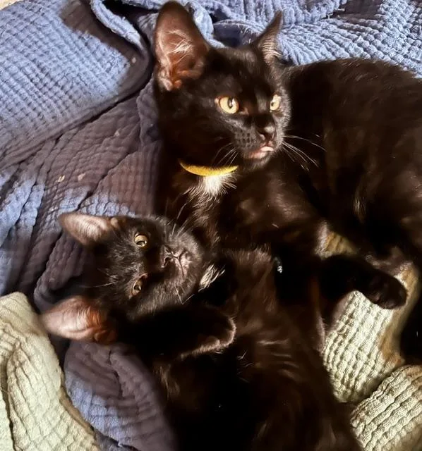 Keanu & Duke Kaboom thumbnail 3