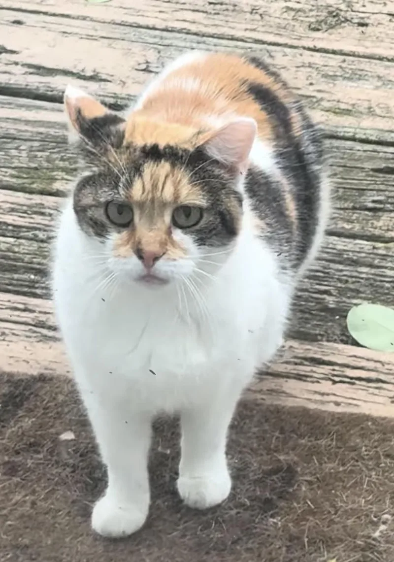 An adult medium-sized female Calico Domestic Short Hair cat named Carmen for adoption in CANONSBURG, PA