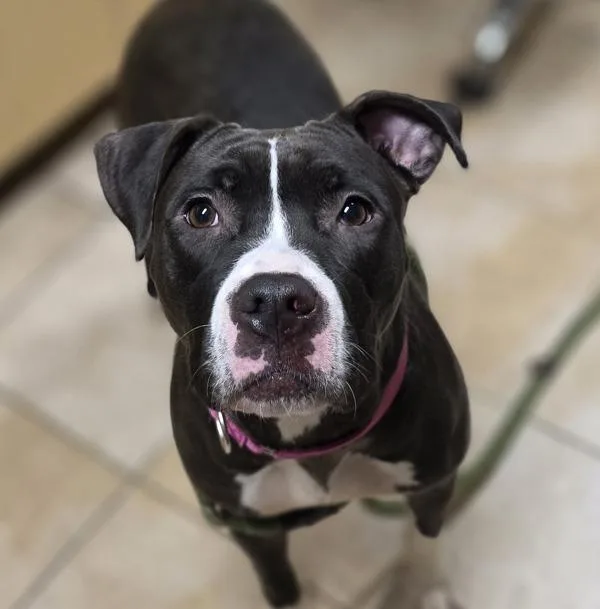 A young medium-sized female Pit Bull Terrier dog named Sammie for adoption in Troutdale, OR
