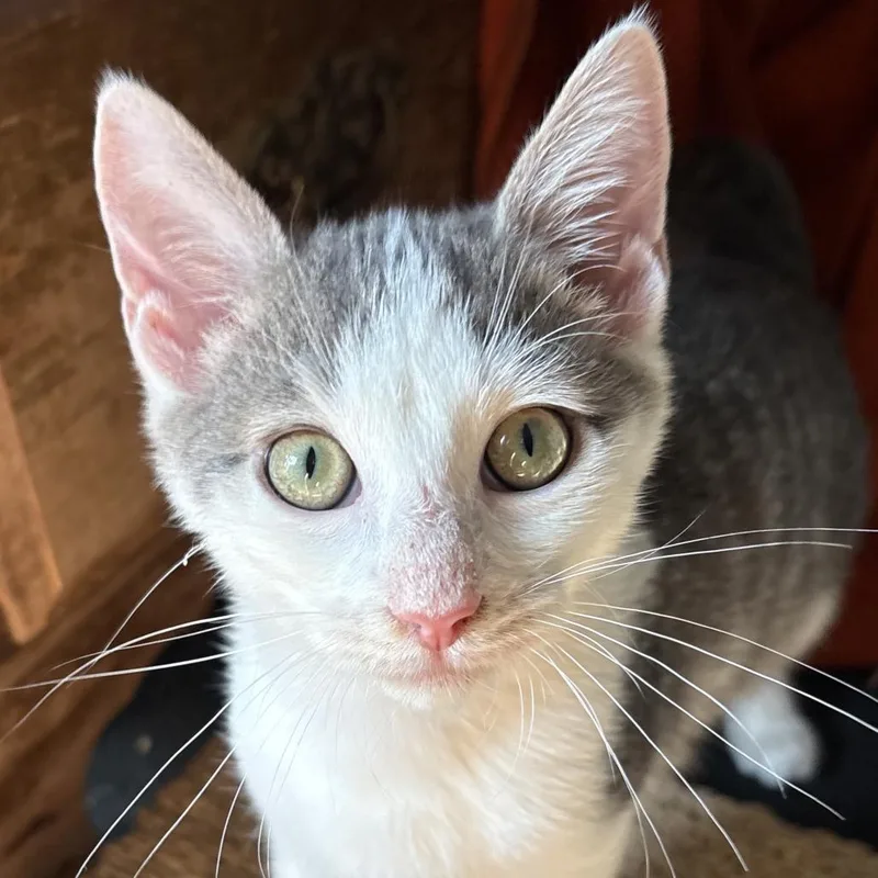 A baby small-sized male White Domestic Short Hair cat named Deacon Hudson for adoption in Merrifield, VA