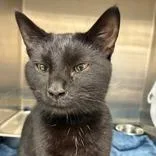 An adult medium-sized male Black Domestic Short Hair cat named Duke Meowington for adoption in Lansing, MI