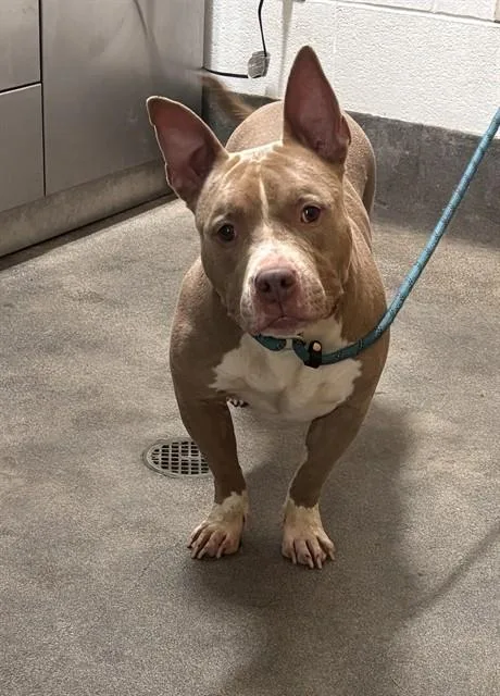 An adult medium-sized female Pit Bull Terrier dog named Sugar for adoption in Upper Marlboro, MD
