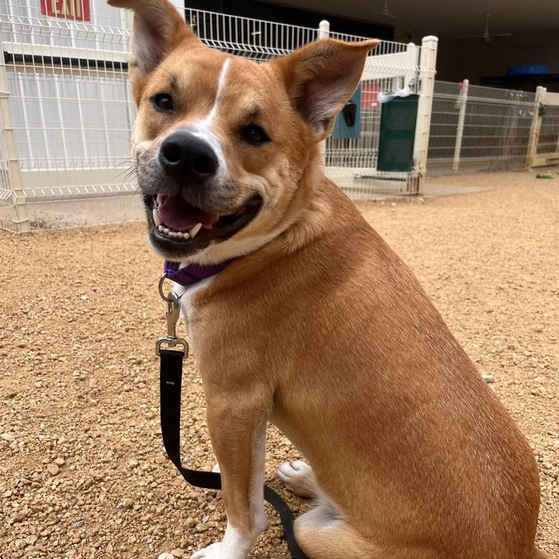 Dash Orion thumbnail 2