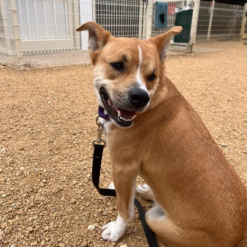 Dash Orion thumbnail 3