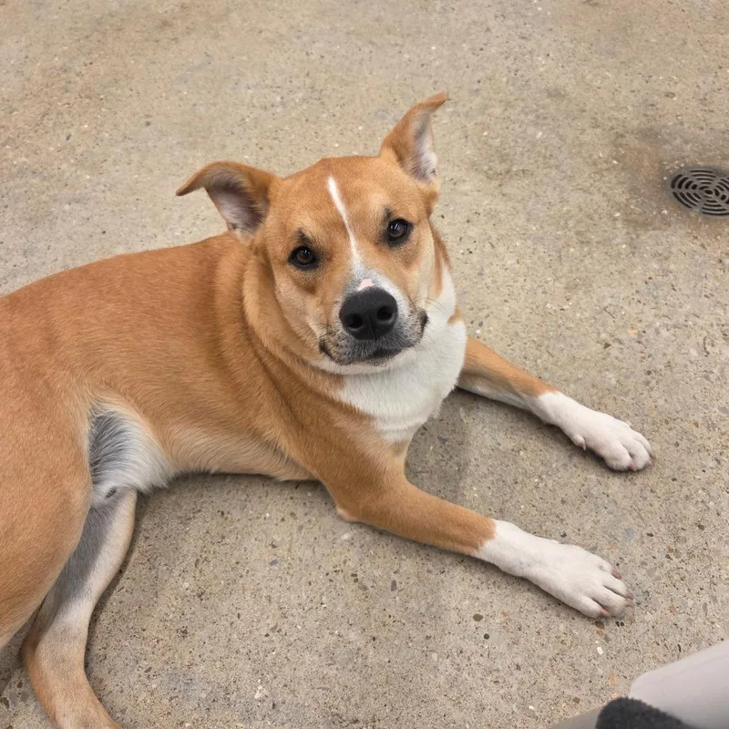 Dash Orion thumbnail 4