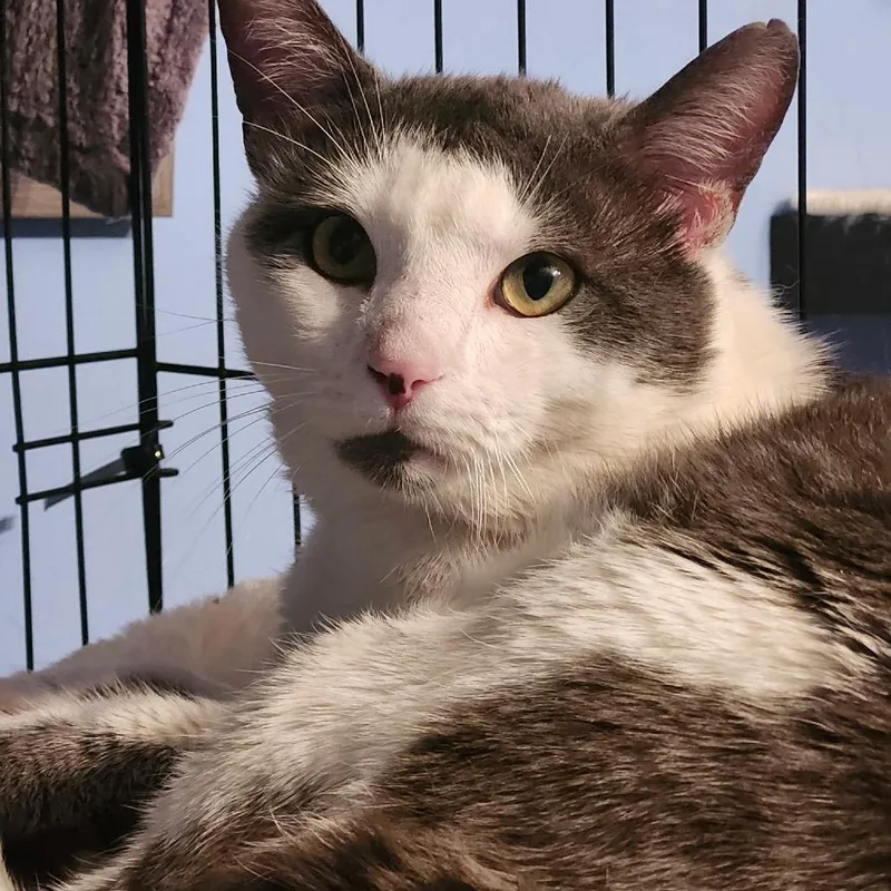 A young large-sized male Gray / Blue / Silver Domestic Short Hair cat named Valentino for adoption in Woodbridge, VA