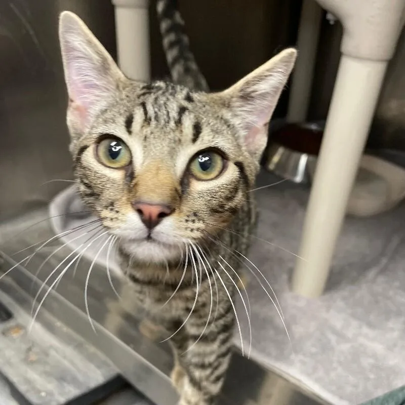 A young medium-sized male Domestic Short Hair cat named Derek for adoption in Roanoke, VA