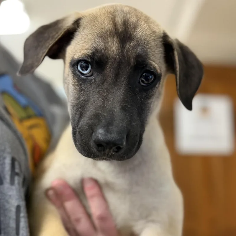 A baby medium-sized female Brown / Chocolate Shepherd dog named Esme for adoption in Johnson City, TN