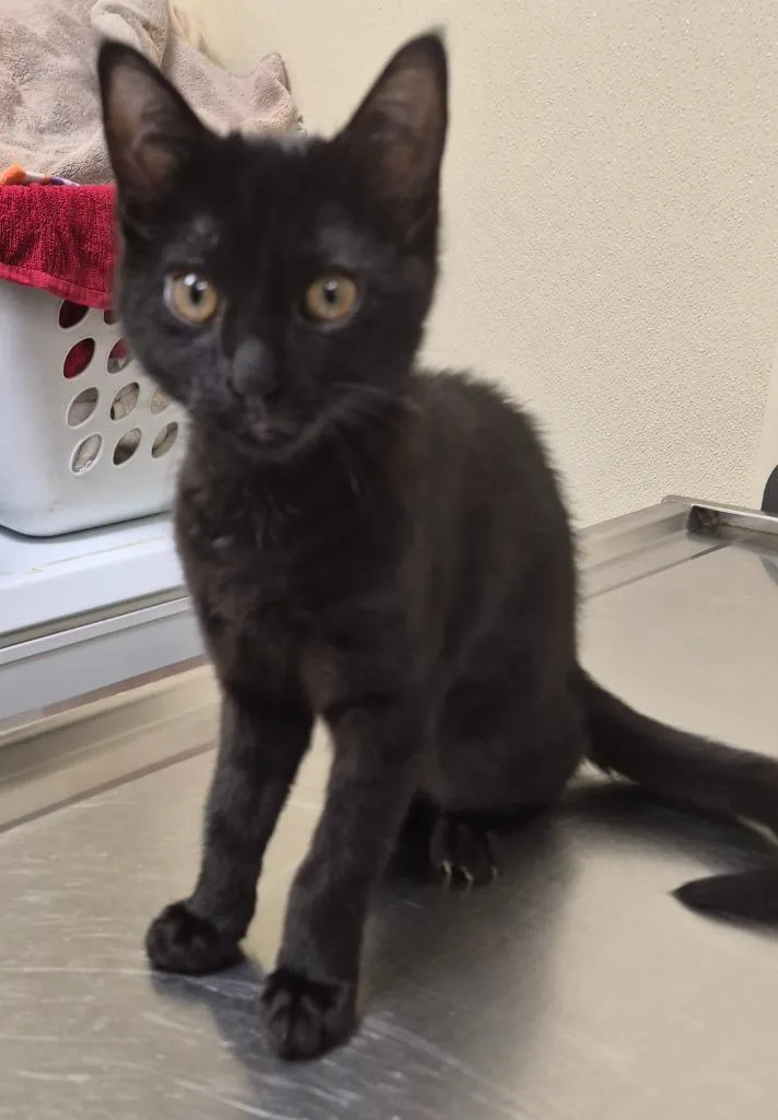 A baby medium-sized female Domestic Short Hair cat named Loani Yellow Collar for adoption in Christiansburg, VA