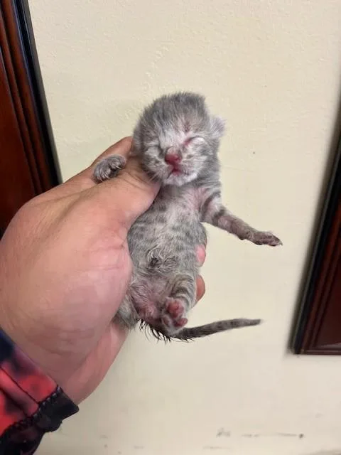 A baby small-sized male Domestic Short Hair cat named Bolin for adoption in Miami, FL