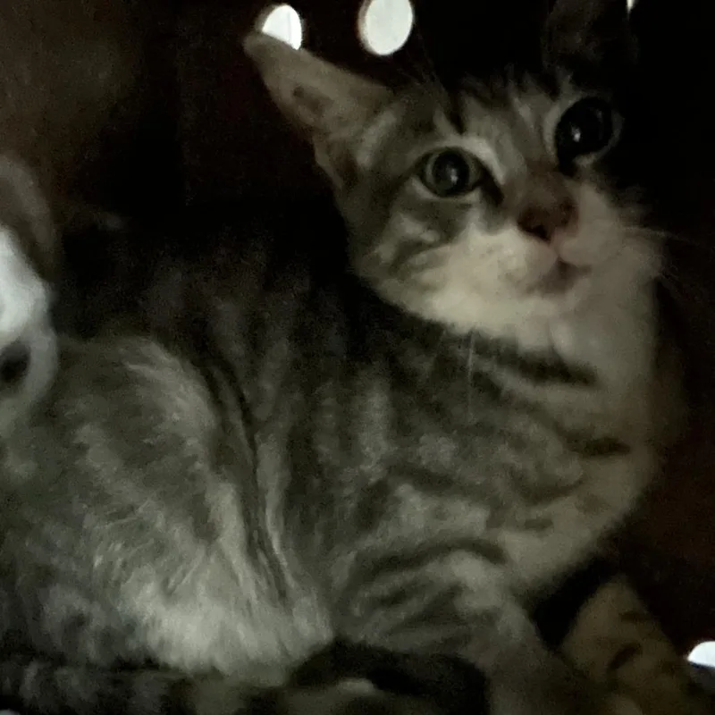 A baby small-sized male Gray / Blue / Silver Domestic Short Hair cat named Nevada for adoption in Newark, NJ