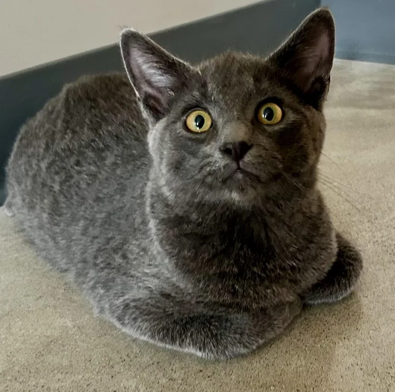 A young medium-sized male Gray / Blue / Silver Domestic Medium Hair cat named Shady for adoption in Sandusky, MI