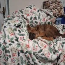 A baby small-sized male Brown / Chocolate Belgian Shepherd / Malinois dog named Butterfly Pea for adoption in Austin, TX