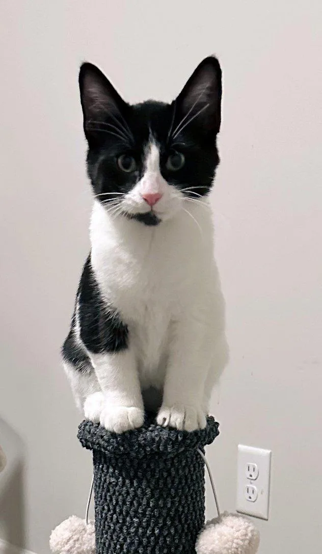 A baby small-sized male Domestic Short Hair cat named Zoey Wilson for adoption in White Bear Lake, MN