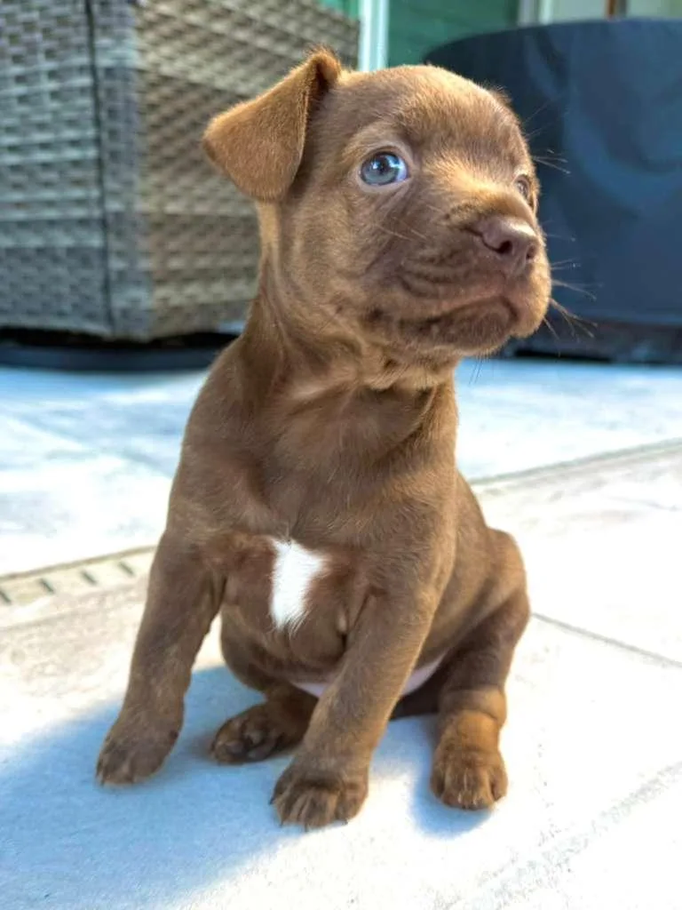 Titanium thumbnail 2