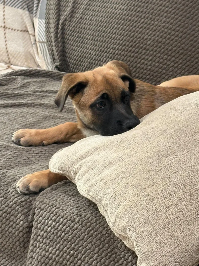 A young large-sized male Golden Belgian Shepherd / Malinois dog named Pickles for adoption in Claremont, CA