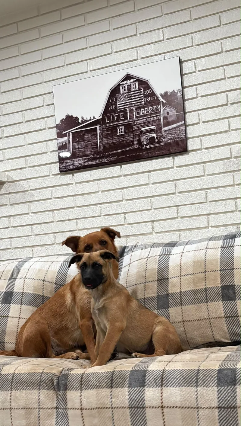 Pickles thumbnail 3