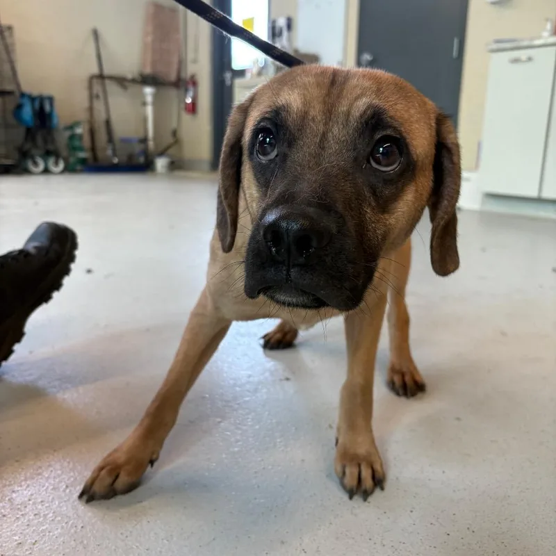 An adult medium-sized male Yellow / Tan / Blond / Fawn Mixed Breed dog named Noah Kahan for adoption in Huntington, WV