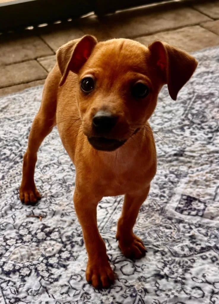 A baby small-sized male Chihuahua dog named DipsyTiny Chi Puppy! for adoption in Fort Myers, FL