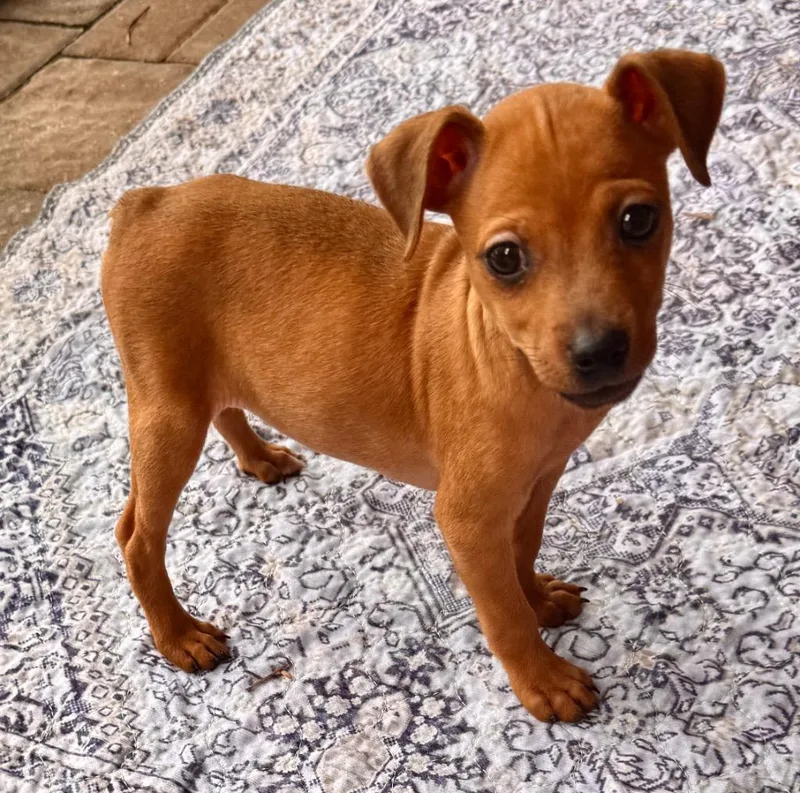 DipsyTiny Chi Puppy! thumbnail 2