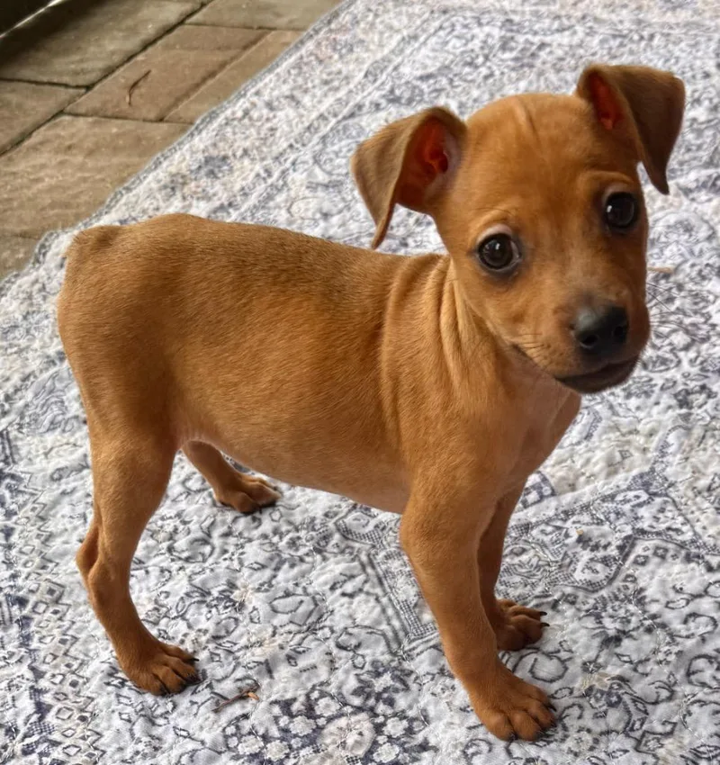 DipsyTiny Chi Puppy! thumbnail 3