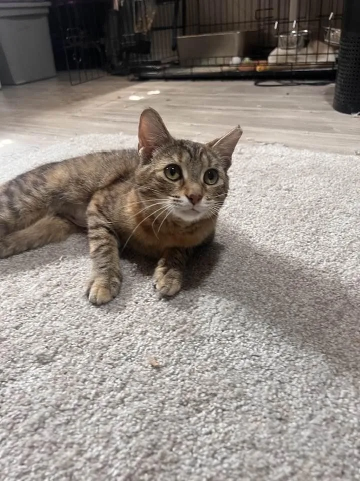A baby small-sized female Tabby (Brown / Chocolate) Domestic Short Hair cat named Blossom for adoption in Cleveland, OH