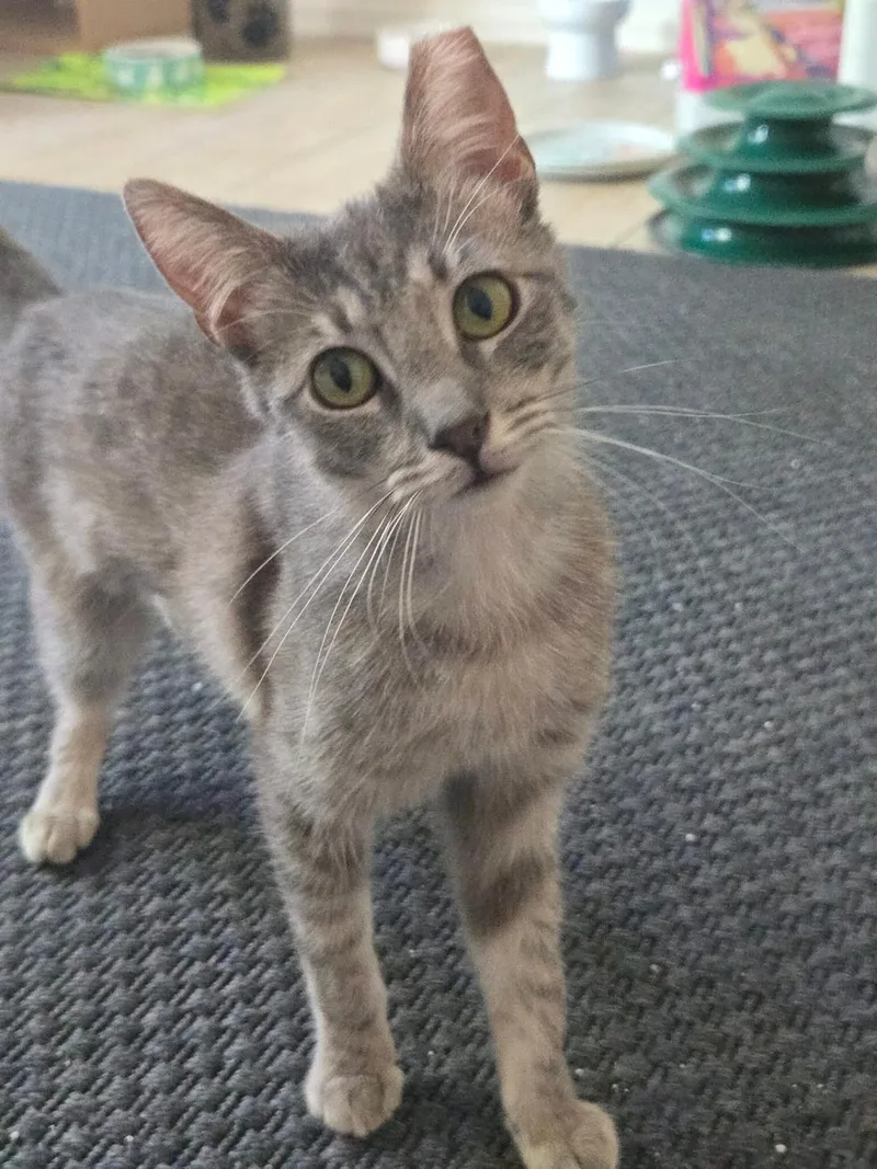 An adult small-sized female Gray / Blue / Silver Domestic Short Hair cat named Scout Lee for adoption in Chandler, AZ