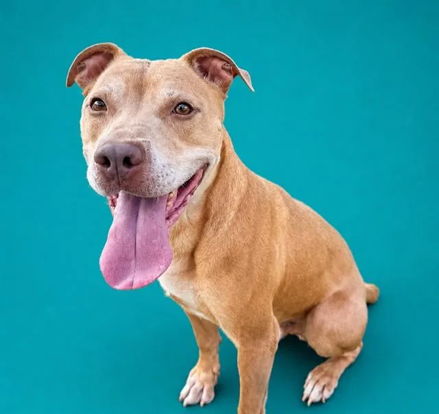 An adult medium-sized male Pit Bull Terrier dog named Dino for adoption in Pearland, TX