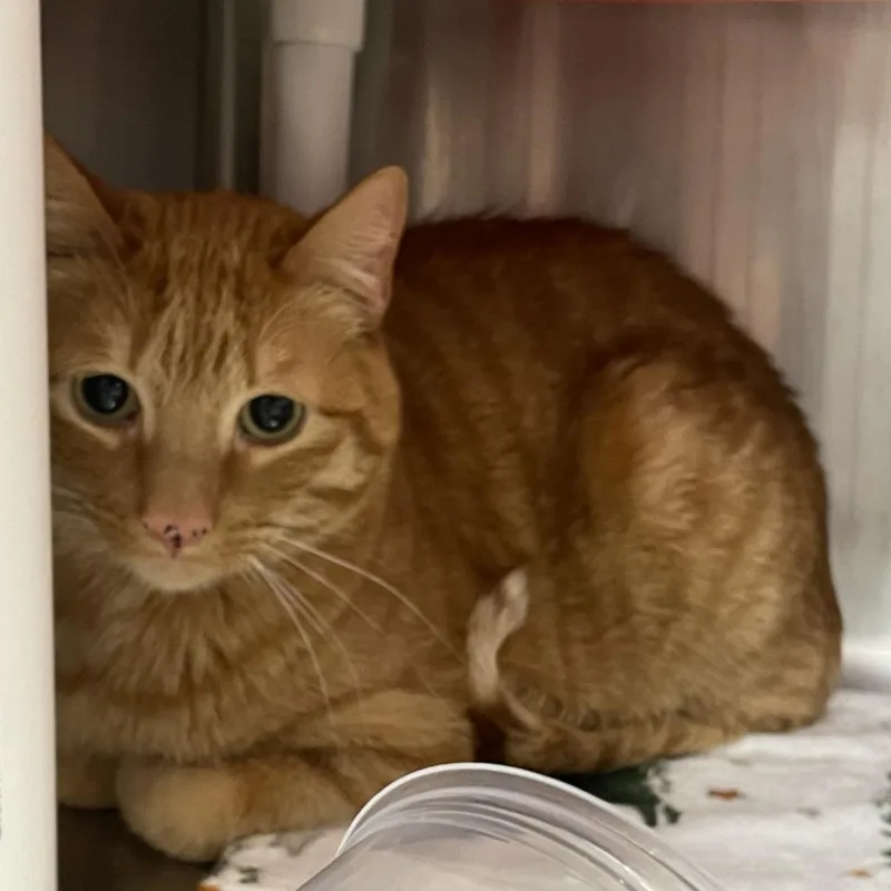 An adult extra large-sized male Orange / Red Domestic Short Hair cat named Merci for adoption in Salt Lake City, UT