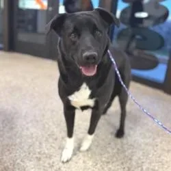 An adult medium-sized female Black Smooth Collie dog named Blair for adoption in Bullhead City, AZ
