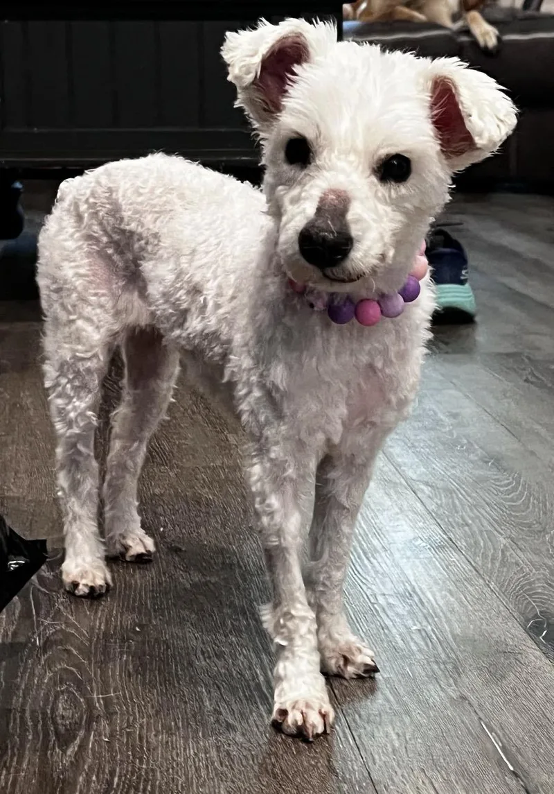 An adult small-sized female White / Cream Miniature Schnauzer dog named Penelope for adoption in richmond, ME