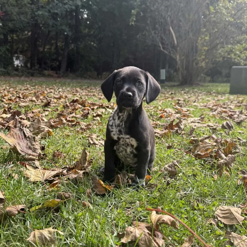 A baby medium-sized female Black Dalmatian dog named Lainey for adoption in Chantilly, VA